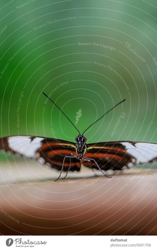 Porträt eines rot schwarzen Edel- Schmetterlings. Heliconius Insekt Blatt grün Flora Fauna Natur Tier Pflanze Nahaufnahme Umwelt Tageslicht natürlich