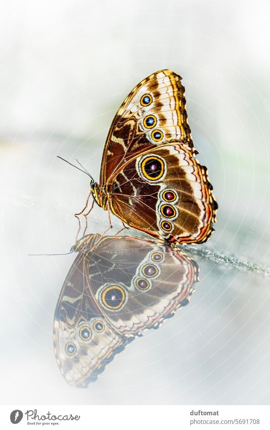 Spiegelung, Exotischer Schmetterling zeigt die Tarnseite der Flügel blauer Morphofalter Papillio Insekt Fauna Natur Tier Nahaufnahme Umwelt Tageslicht