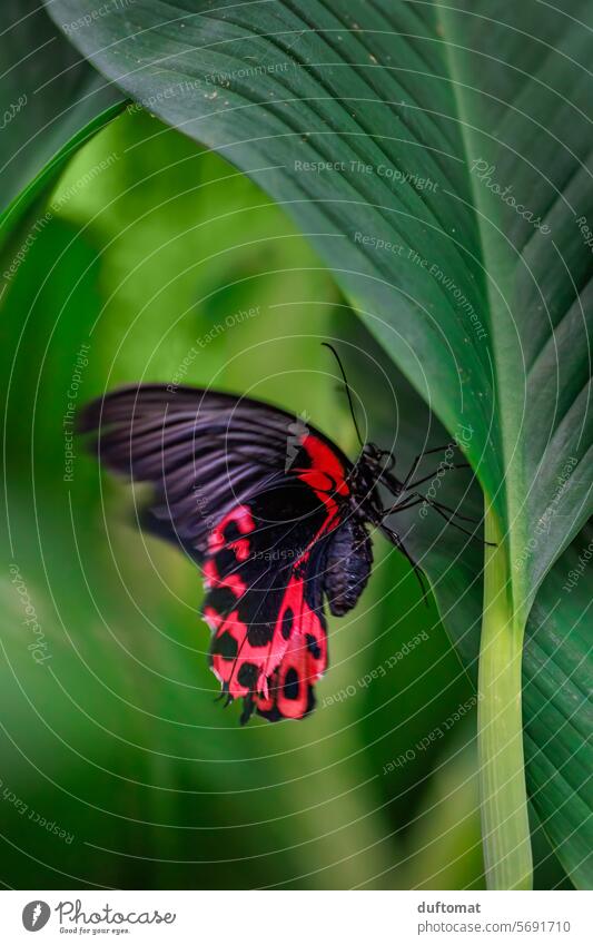 roter Schmetterling auf grünem Blatt, Schwalbenschwanz Insekt Flora Fauna Natur Tier Pflanze Nahaufnahme Umwelt Tageslicht natürlich Detailaufnahme klein