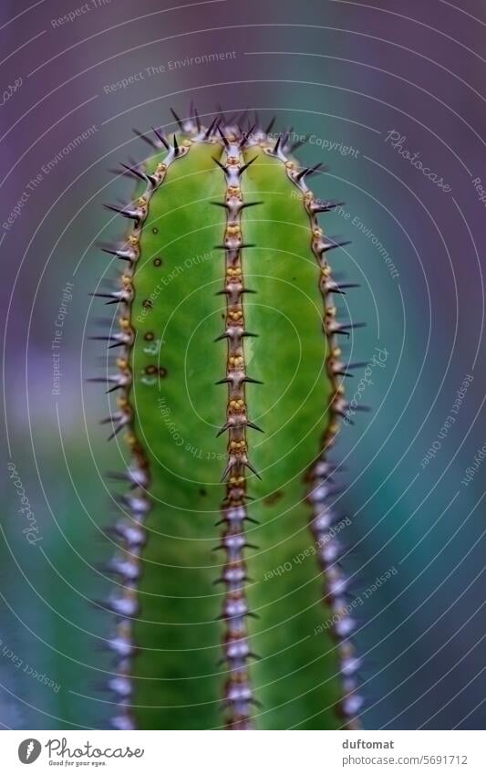 Nahaufnahme eines grünen Kaktus mit Stacheln Kakteen Kakteengewächse Botanik Blume Blatt Natur Blüte frisch geblümt schön Hintergrund ästhetisch Schönheit