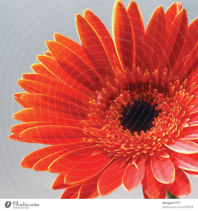 Gerbera Blume Wiese rot Natur Digitalfotografie Muttertag