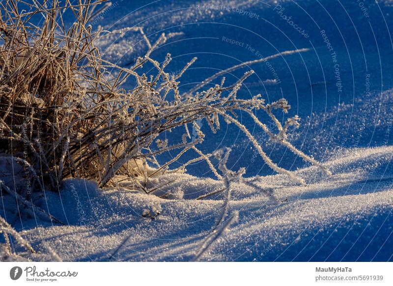 Trockene Vegetation unter einer Schneedecke Gras Halm Natur Pflanze Nahaufnahme Außenaufnahme Tag Farbfoto Makroaufnahme Detailaufnahme kalt Winter Frost weiß