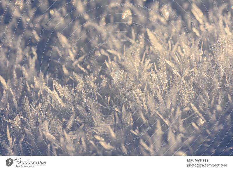 Gefrorener Schnee nach Nachtnebel, Morgen Winter kalt weiß Natur Klima frieren Frost gefroren Jahreszeiten Außenaufnahme Sonnenlicht Eiskristall Schatten
