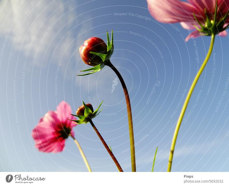 Blüten (ein- und ausgepackt) Cosmea Cosmeablüte Blütenknospen Sommerblumen Schmuckkörbchen Blütenstiel Garten rosa Wolken Blume Wachstum Menschenleer sonnig
