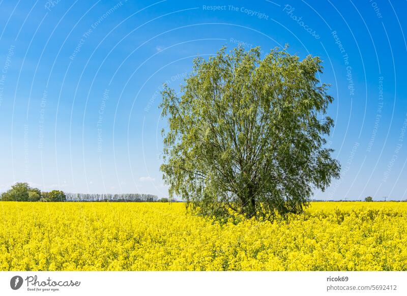 Blühendes Rapsfeld und Bäume bei Parkentin im Frühling Feld Baum Mecklenburg-Vorpommern Rostock Natur Landschaft Landwirtschaft Himmel Wolken ländlich blau gelb