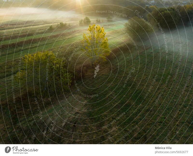 Luftaufnahme eines Getreidefeldes mit grünem Gras an einem nebligen Tag in der Morgendämmerung. Landwirtschaftliche Felder Bereiche Getreidefelder Grasfelder