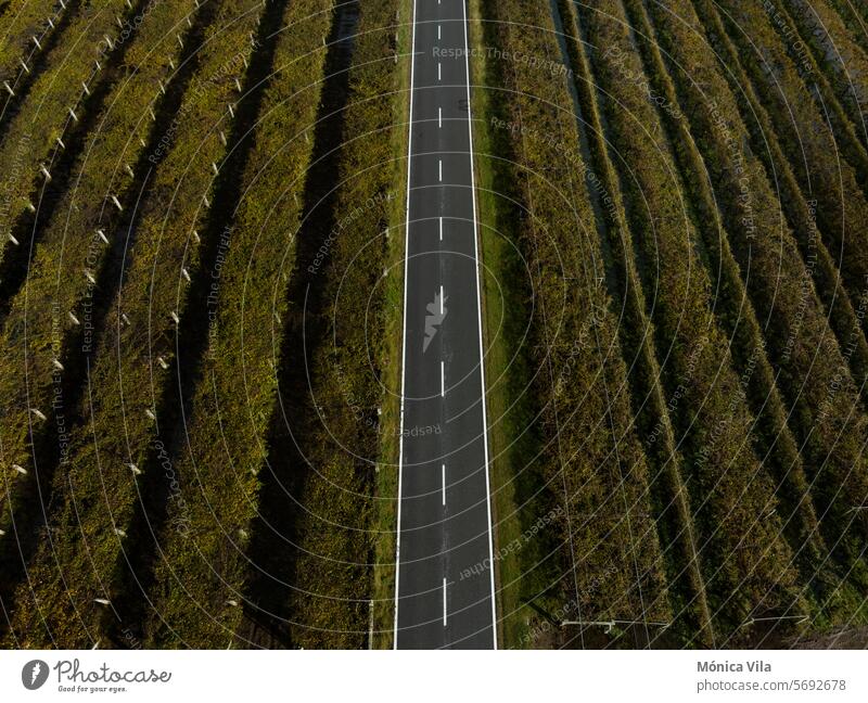 Luftaufnahme eines Grundstücks mit einem Albariño-Weinberg und einer Straße in Cambados Weinberge albariño Kambados Schonung Weinbau Außenaufnahme grün Weingut