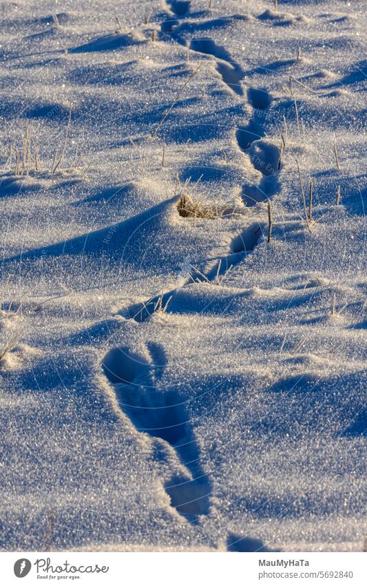 eine Spur von Fußspuren auf dem Schnee Frost Winter kalt gefroren Winterstimmung Eis Natur weiß frieren Jahreszeiten Außenaufnahme Landschaft Fußweg