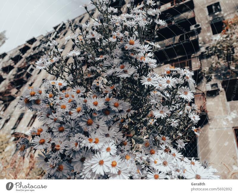 frische Naturblumen vor dem Hintergrund der zerstörten und verbrannten Häuser in der Ukraine donezk Kherson kyiv Lugansk mariupol Russland Saporoschje aussetzen