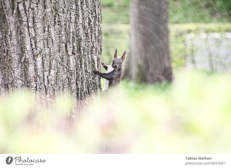 Eichhörnchen an einem Baumstamm eichhörnchen baumhörnchen nagetier baumstamm garten deutschland