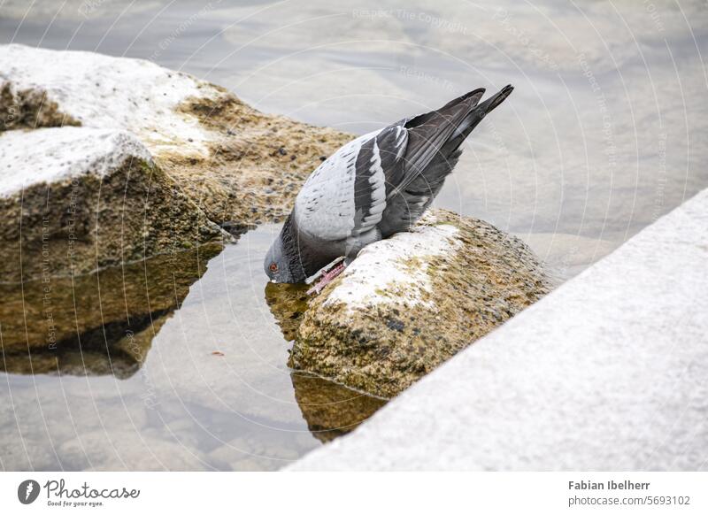 Taube erfrischt sich in einem See taube ringeltaube stadttaube wasser ufer trinken deutschland