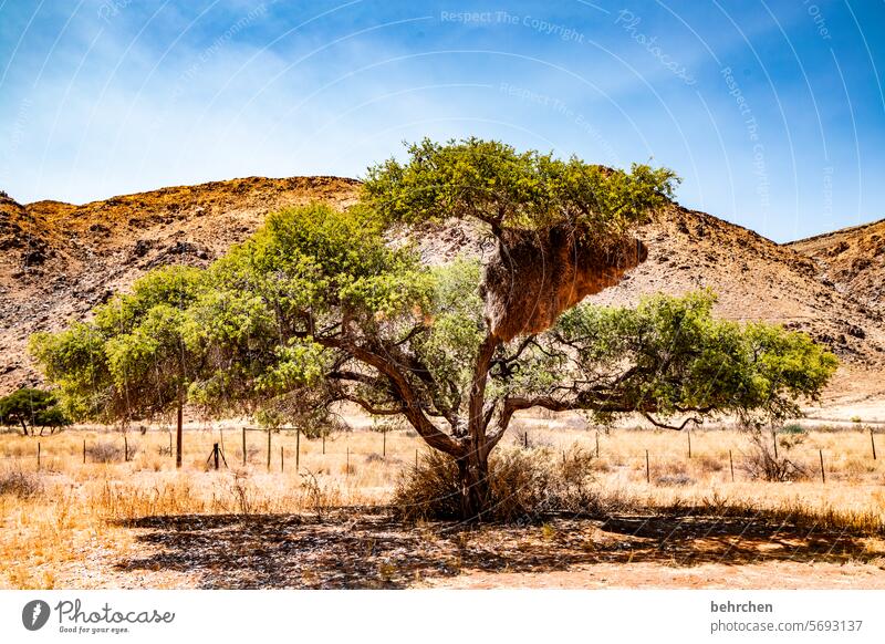 baumhaus Baum Äste beeindruckend Heu Himmel Wildnis besonders Namibia Afrika wild Vögel außergewöhnlich fantastisch webervogel Nest Nestbau siedelweber trocken