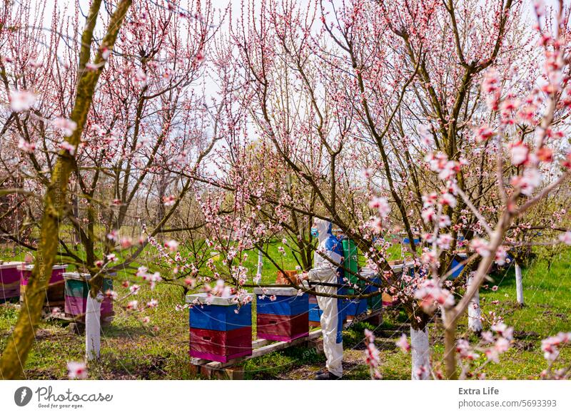Gärtner mit Schutzoverall bestreut Obstbäume mit langer Spritze, Bienenstand ist im Obstgarten Aerosol Ackerbau Bienenkorb Hintergrundbeleuchtung Bienenstock