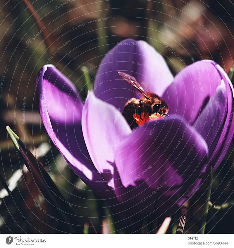 in der Frühlingssonne Frühlingserwachen Frühlingsboten Frühlingskrokus Krokus Krokusblüte sonnig Frühlingssonnentag Frühblüher Nektarsuche lila violett