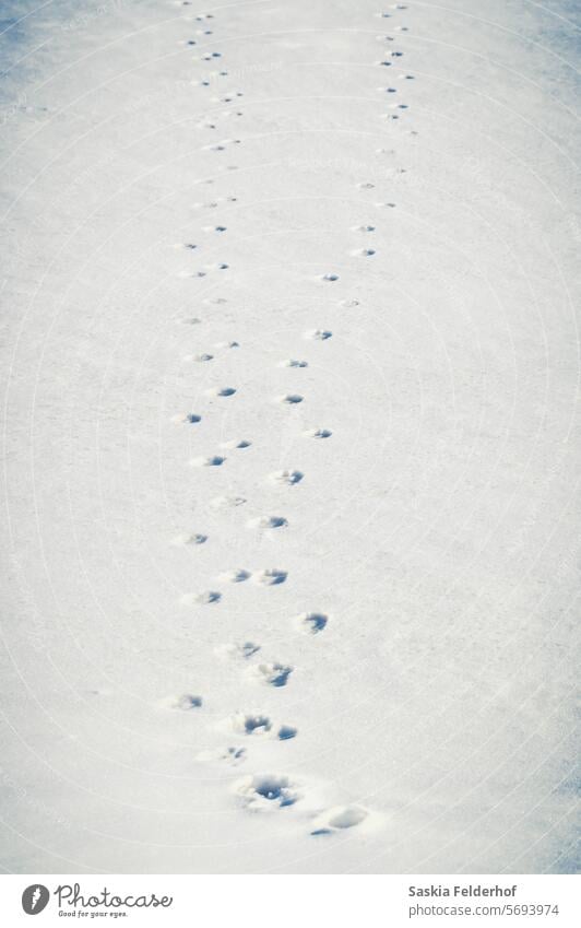 Fuchsspuren im Schnee Spuren Fußabdrücke im Schnee Fußspuren Tierwelt Eckzahn Winter Natur Naturschutz kalt Schneespur Außenaufnahme Monochrom Landschaft Kanada