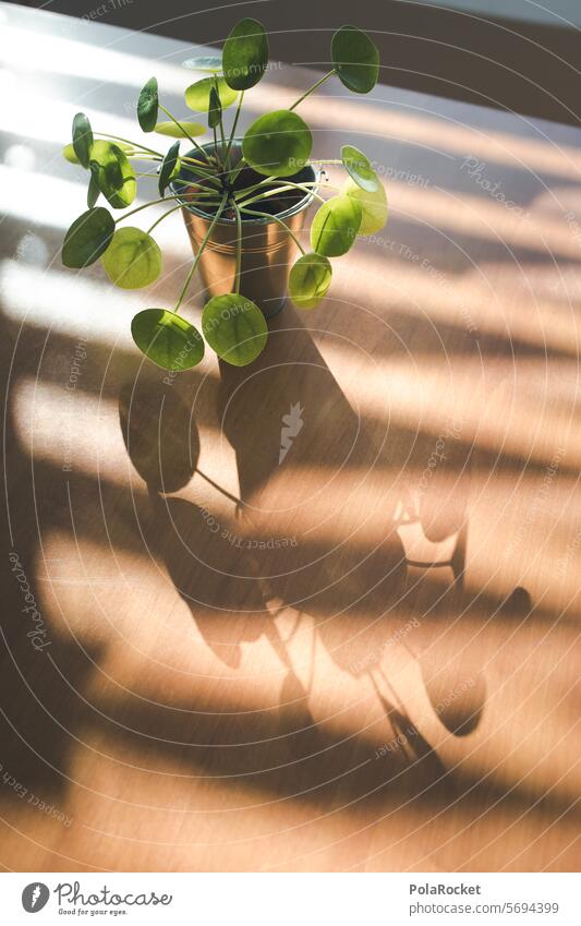 #A0# Zimmerpflanze Pflanze Wohnzimmer Schatten Schattenspiel Schattenwurf sonnig Tisch Licht Sonnenlicht Licht & Schatten Kontrast Silhouette