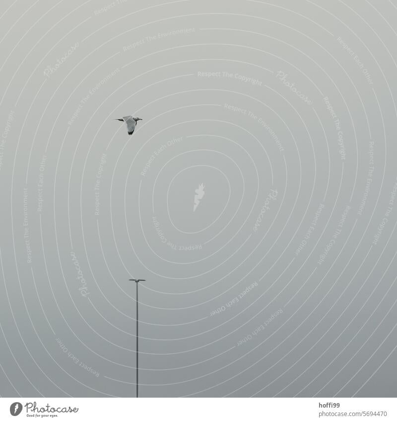 einsame Möwe im Nebel mit Laternenpfahl im Hintergrund - sonst nichts und viel Platz für Text Möwenvögel Vogel Nebelstimmung kalt nass Nebelwand Nebelschleier