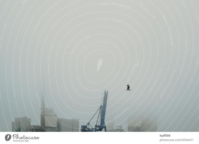 einsame Möwe im Nebel vor schemenhafter Hafenkulisse  - sonst nichts und viel Platz für Text Möwenvögel Hafengebiet Kran Vogel Nebelstimmung kalt nass Nebelwand