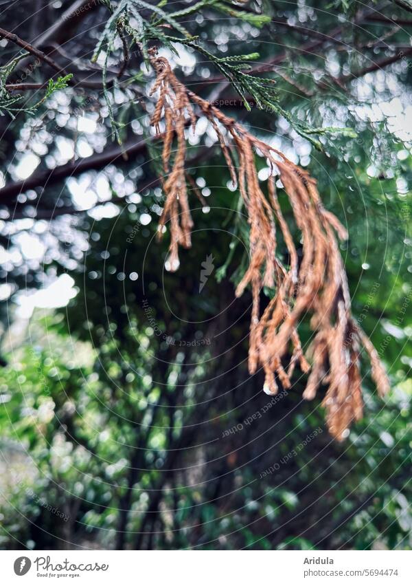 Vertrockneter und grüne Zypressenzweige im Regen Zweig braun vertrocknet Regentropfen Tropfen Wassertropfen nass Detailaufnahme Unschärfe unscharf