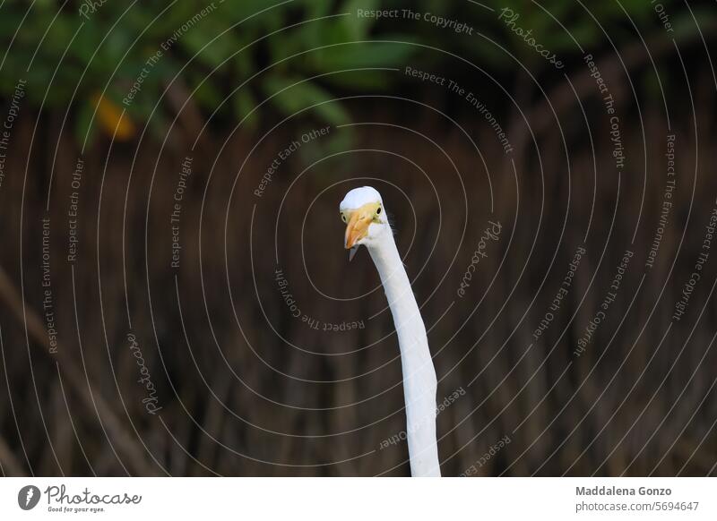 Neugieriger Reihervogel, der neugierig in die Kamera schaut Vogel langer Hals weiß wissbegierig sich[Akk] wundernd lustiger Vogel Einrichtung Spontanaufnahme
