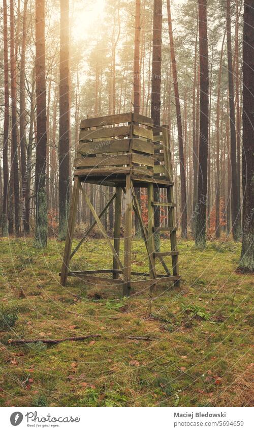 Foto eines Hirschjagdstandes in einem Wald. Hirsch-Stand stehen Jagdturm Hochsitz Hirsche blind Natur Turm im Freien Baum Landschaft hölzern Tierhaut Saison