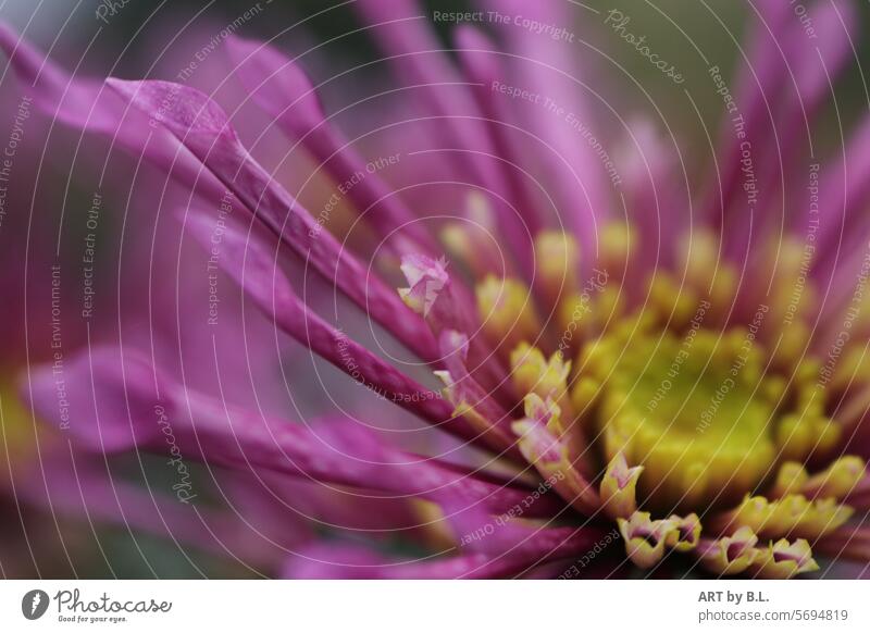 Frühlingserwachen Blume blumig Chrysantheme Blüte blume nahaufnahme Jahreszeit