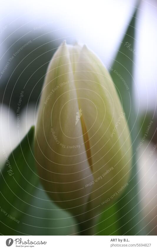 Jahreszeit Frühling frühlingsblumen frisch frische jahreszeit tulpen natur solo solistin