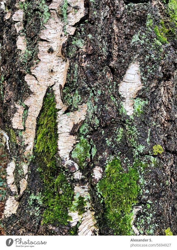 Moos auf einem Birkenstamm Rinde Baum Birkenrinde Baumrinde Baumstamm Strukturen & Formen Pflanze Wald Natur Holz Detailaufnahme Muster Nahaufnahme Stamm Betula