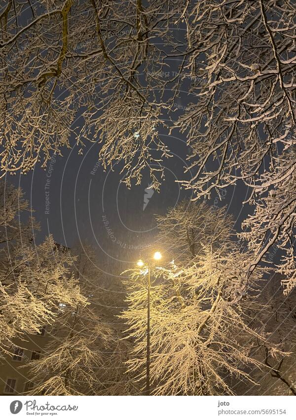 Schneebedeckte Bäume mit einer leuchtenden Laterne in der Stadt Linien und Formen Winter Januar Februar März Frost Spuren Strukturen & Formen Kontrast