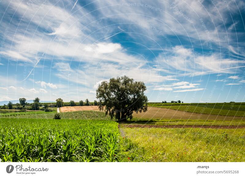 Mitten im Kaiserstuhl Feld Schönes Wetter Wolken Himmel Sommer Panorama (Aussicht) Erholung Pflanze Landwirtschaft Wein Baum Landschaft Natur Ausflug Tourismus