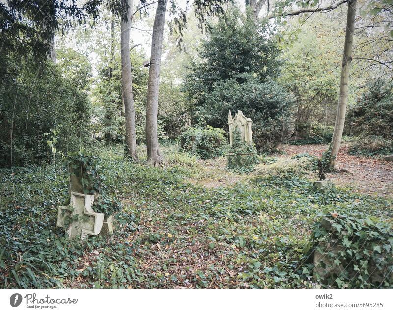 Verwilderter Friedhof Grabmal Tageslicht Außenaufnahme verfallen historisch Normandie Frankreich Caen Vergänglichkeit Grabstein Christliches Kreuz Farbfoto Tod