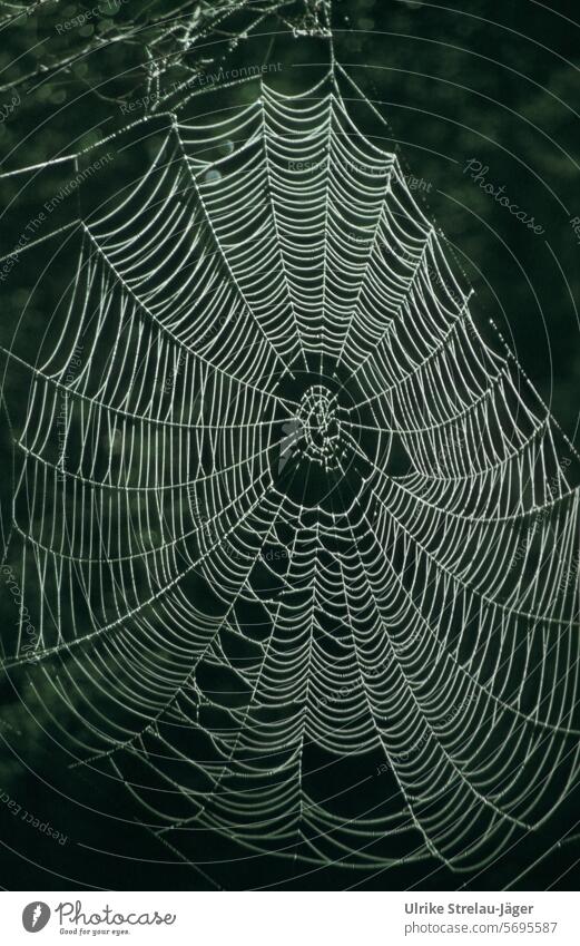 Spinnennetz mit Tautropfen vor dunkelgrünem Hintergrund Netz Wassertropfen Tropfen Nahaufnahme nass Natur Detailaufnahme natürlich Morgen feucht glänzend