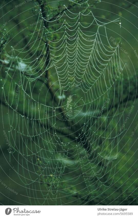 Spinnennetz mit Tautropfen vor grünem Hintergrund Netz dunkelgrün Wassertropfen Tropfen Nahaufnahme nass Natur Detailaufnahme natürlich Morgen feucht glänzend