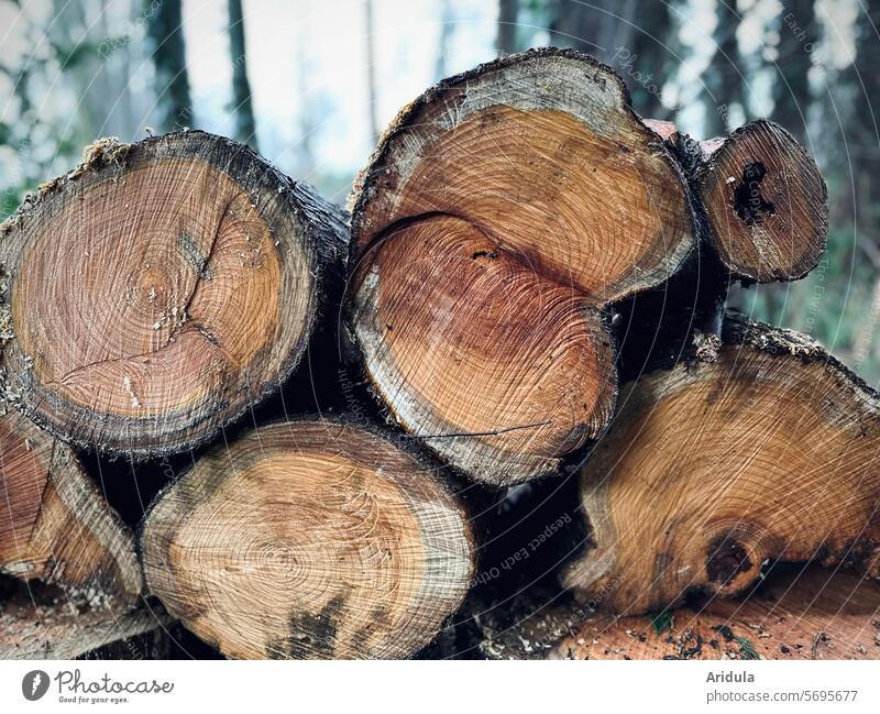 Zypressen | Holzstapel Forstwirtschaft Abholzung Baum Nutzholz Stapel Jahresringe Baumscheibe geschnitten braun Struktur Rinde Baumrinde gestapelt