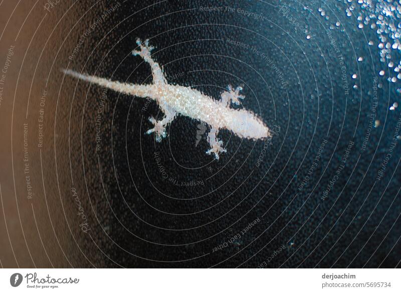 Kleiner Nachtjäger auf Nahrungsuche Echse Wildtier Tierporträt Farbfoto Reptil beobachten Natur exotisch Menschenleer Detailaufnahme Nahaufnahme Echsen