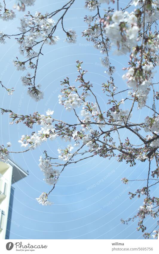 Früh links in der Stadt Frühling Blütenbaum Frühlingsblüten Zierkirsche Kirschbaum weiß Hochhaus Plattenbau Kirschblüten blühen Frühlingstag
