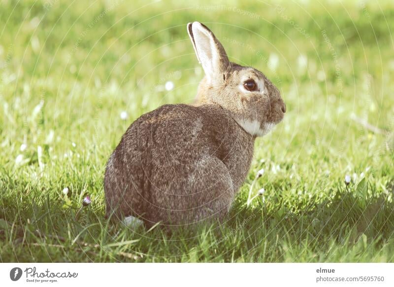 R wie ...  Rammler - braun meliertes Kaninchen auf der grünen Wiese Hase & Kaninchen Ostern Osterhase Haustier Fell Langohr Hasenohren niedlich Tierporträt Blog