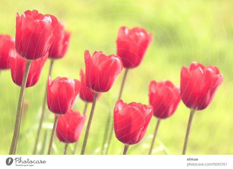 R wie ... rote Tulpen Tulpenzeit Frühling Frühblüher Tulipa Liliengewächs Liliaceae Blume Blog Blütenblatt Frühlingsblume Frohe Ostern Frühlingsgefühle