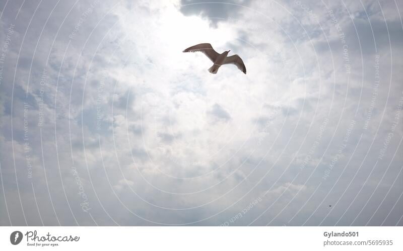 Möve am wolkenverhangenen Himmel Möwe Silbermöwe vogel fliegt blau Wolken bewölkt wolkig Küste Vogel Tier Natur Außenaufnahme fliegen Flügel Wildtier Freiheit