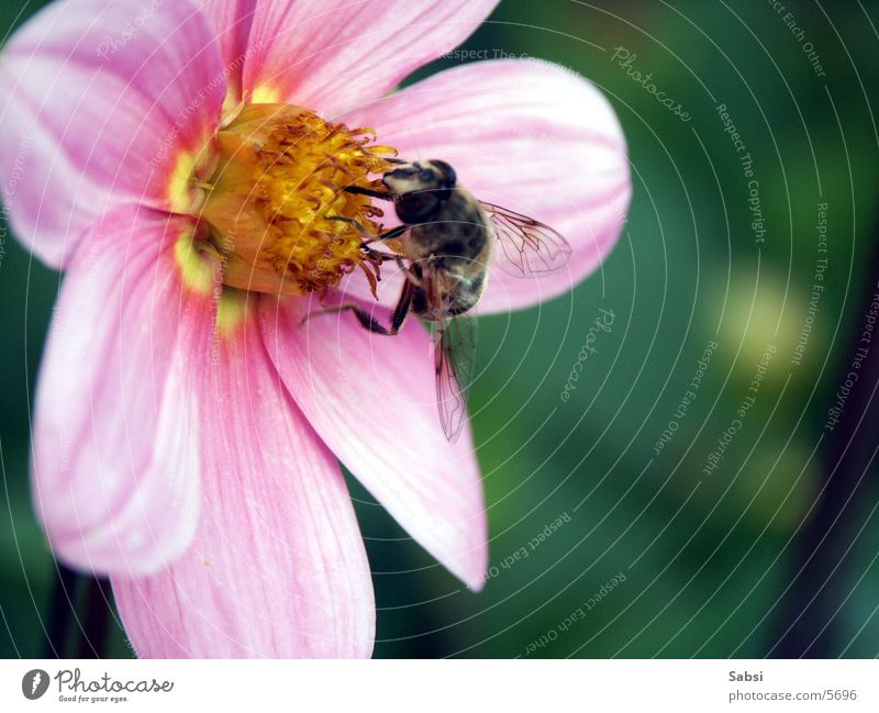 honigsammler Biene Blume Blüte Insekt Honigbiene Flügel Makroaufnahme