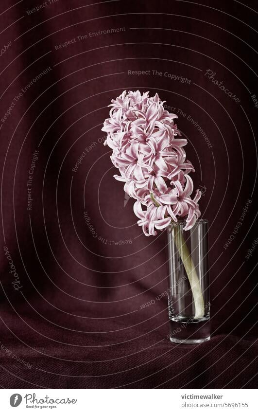 Rosa Hyazinthenblüte in Vase Pflanze Blume Rosa Farbe Studioaufnahme Textfreiraum geblümt Frühling Blüte Nahaufnahme niemand Blütenpflanze Hintergrund