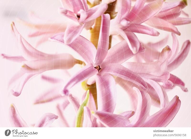 Rosa Blüten der Hyazinthe Detail Pflanze Blume Rosa Farbe Studioaufnahme Textfreiraum geblümt Frühling Nahaufnahme niemand Blütenpflanze Hintergrund