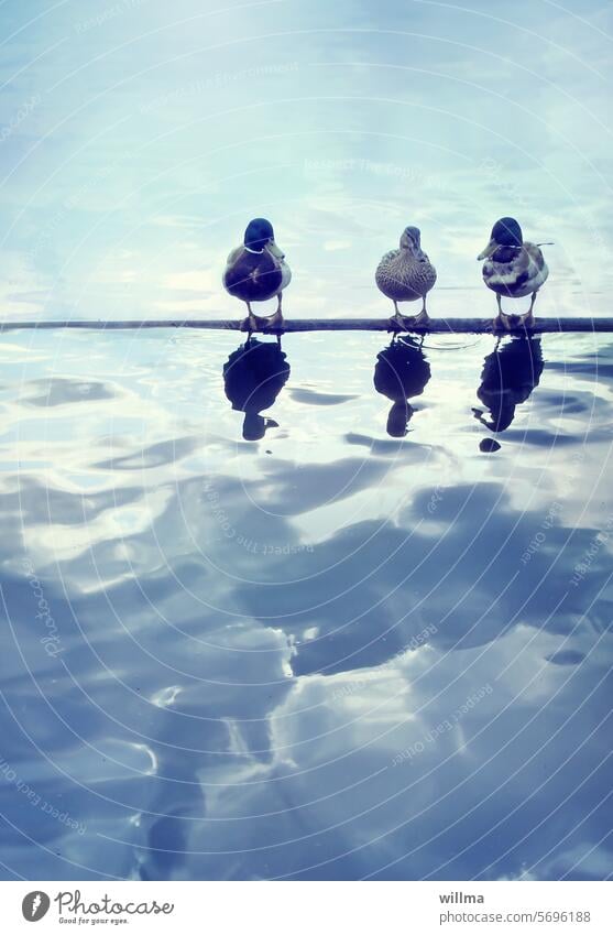 Die Angebetete Enten Wasser drei 3 Erpel flotter Dreier Wasservögel Stockente Spiegelung