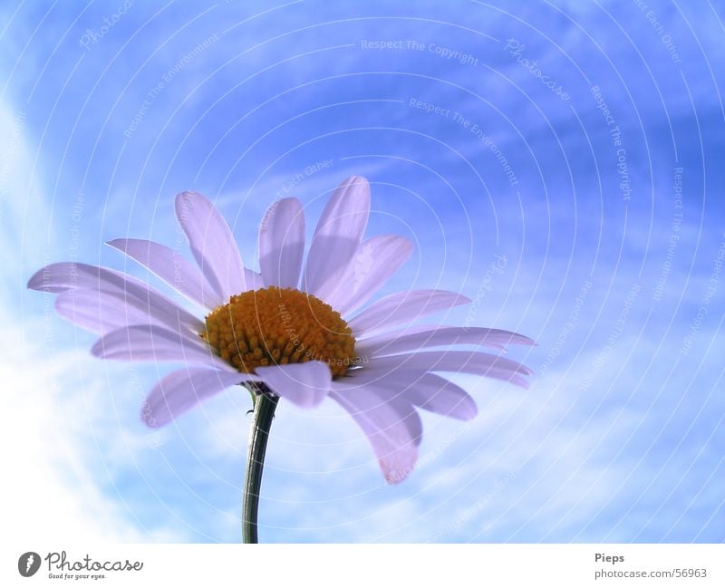 Wiesen-Topmodel Farbfoto Außenaufnahme Makroaufnahme Textfreiraum oben Sommer Natur Himmel Wolken Frühling Blume Blüte Blühend blau Vergänglichkeit Margerite