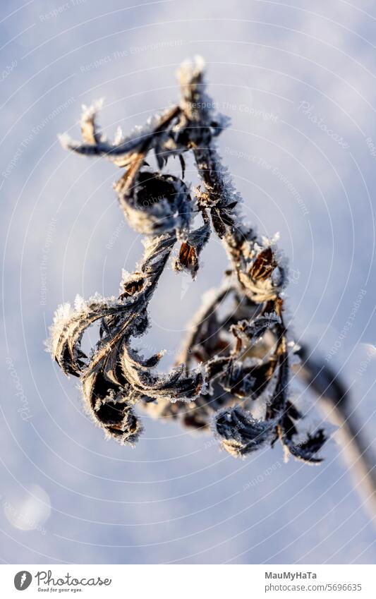 vereiste Blätter im Winter kalt Frost Eis Jahreszeiten weiß Natur Eiskristall Nahaufnahme Außenaufnahme Detailaufnahme