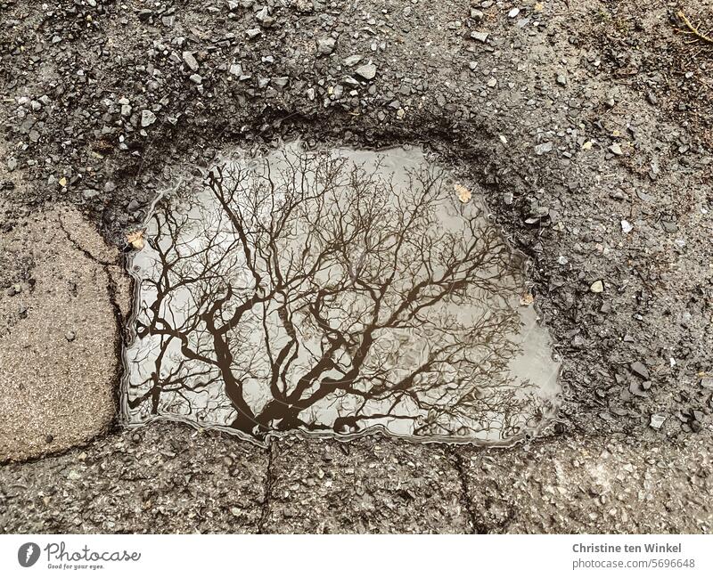 eine alte Eiche spiegelt sich in einer Pfütze Äste Baum Äste und Zweige Schotter nass Pfützenspiegelung Natur Winter kahl Jahreszeiten Stieleiche Naturdenkmal