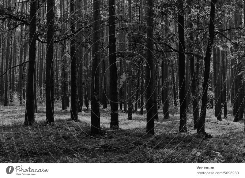 Analoge Schwarzweißfotografie, Wald im Sommer mit Licht und Schatten analog Analogfoto Analogfotografie Analoges Foto analoges Bild schwarz grau schwarzweiß