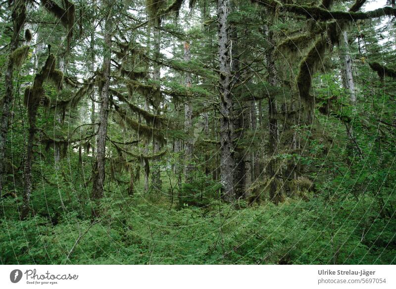 Alaska | Bartlett Cove bemooster uriger Wald Waldlandschaft Rinde Holz Ast Stamm Baumrinde drunter und drüber Insektenfreundlich unberührt Strukturen & Formen