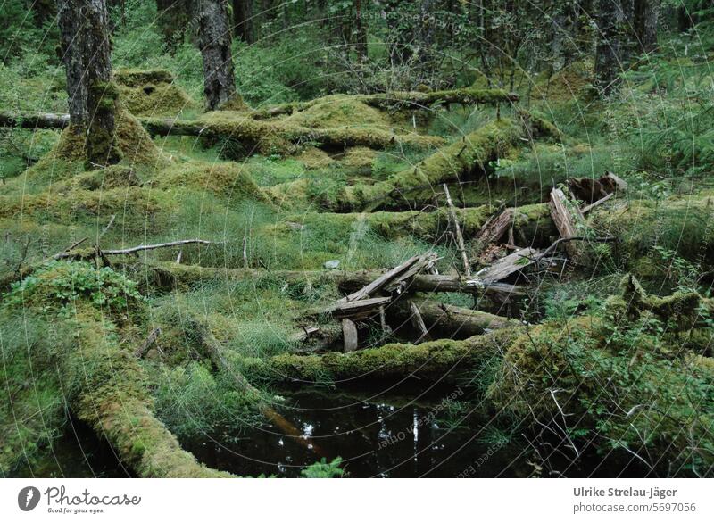Alaska | Bartlett Cove bemooster Wald kreuz und quer Waldlandschaft Rinde Holz Ast Stamm Baumrinde drunter und drüber Insektenfreundlich unberührt