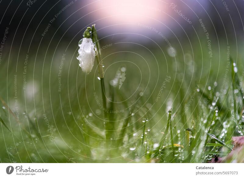 Schneeglöckchen im Regen Pflanze Natur Flora Galanthus Amaryllisgewächse Regentropfen nass Wasser Wetter Jahreszeit Tag Winter Tageslicht Blume Garten Blüte